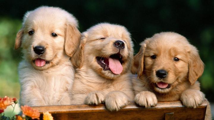 Cute Baby Animal Wallpapers
