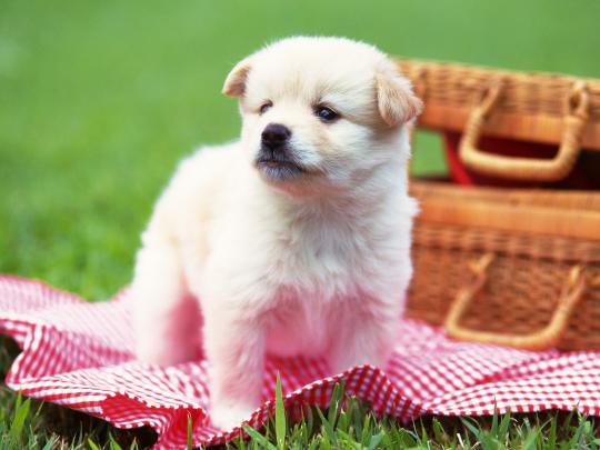 [48+] Cute Baby Animal Wallpapers Free 