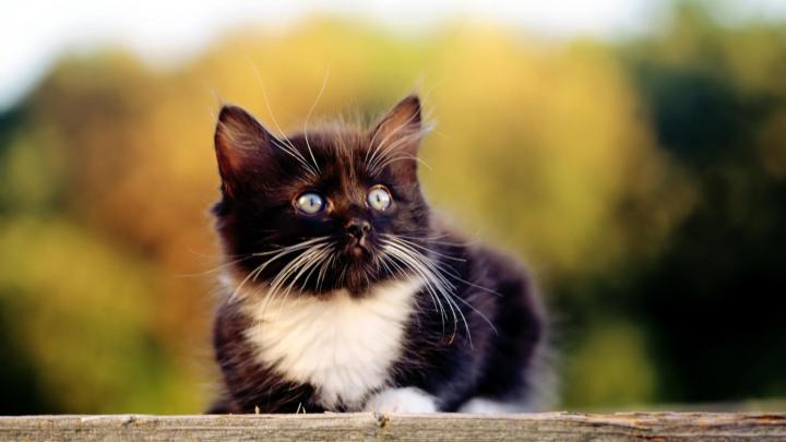 Baby Kitten Wallpapers (59+ images)