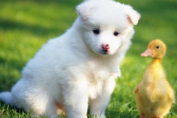 Cute Baby Animal Wallpaper \u00b7\u2460 