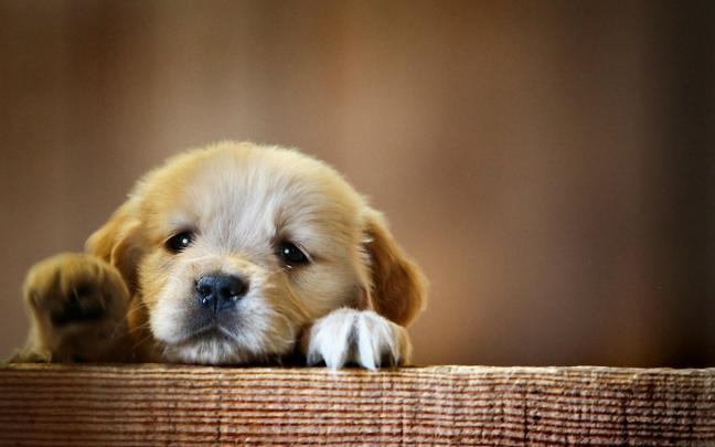 Baby Pitbull Wallpaper (31+ images)