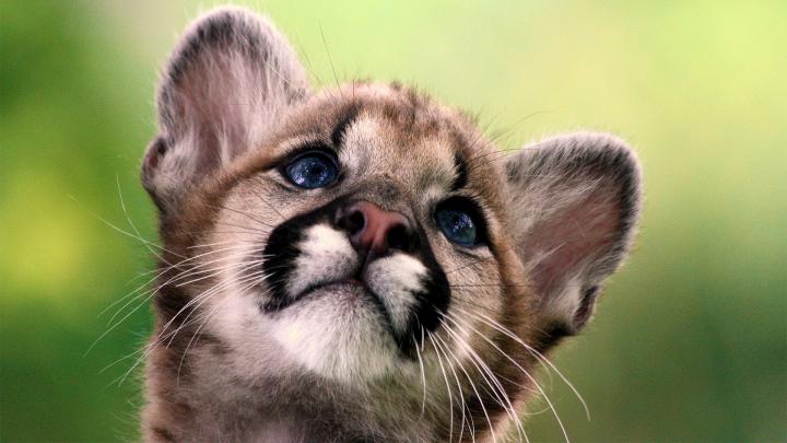Free Download Cute Baby Animal Wallpapers