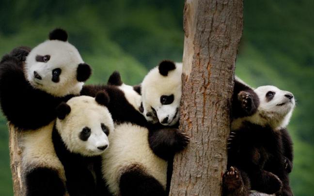 Download Cute Panda Wallpaper - Baby Panda Desktop Background On Itl.cat