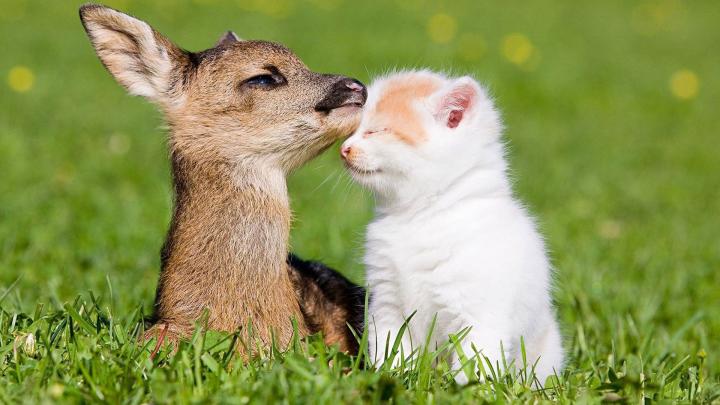 Spring Baby Animals Desktop Wallpapers -