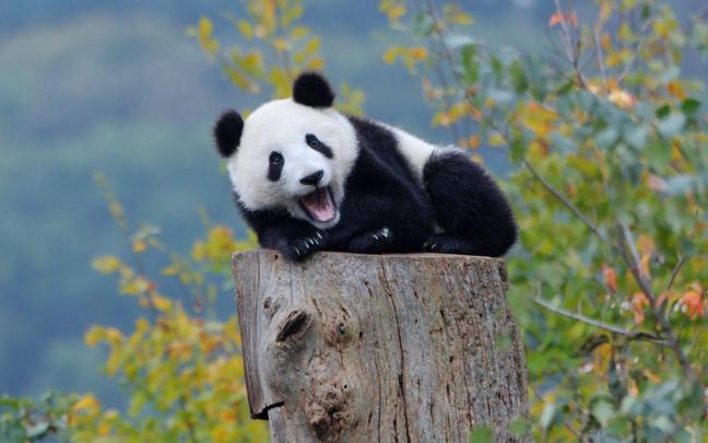 Cute Baby Animal 2017 Wallpapers