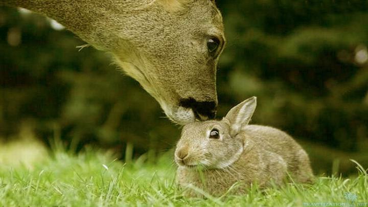 Baby Bunny Wallpaper \u00b7\u2460 