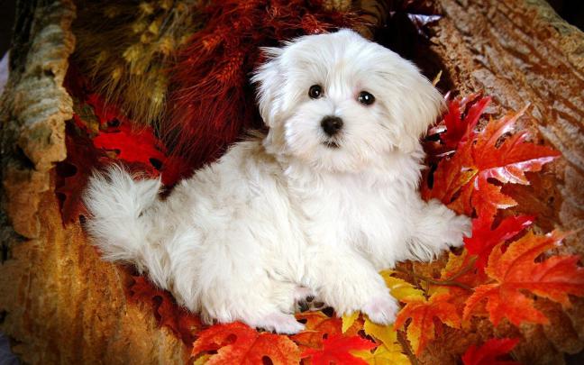 Cute Puppy Wallpapers for Desktop (58+ images)