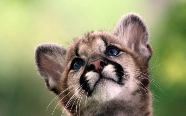 cougar baby | HD Desktop Wallpapers