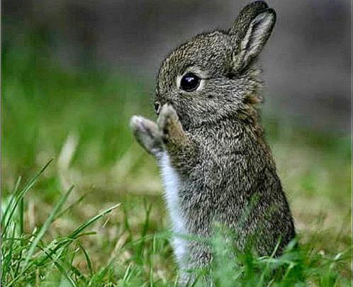 Baby Bunny Wallpaper Desktop -