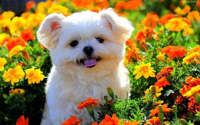 Spring Baby Animals Desktop Wallpapers -