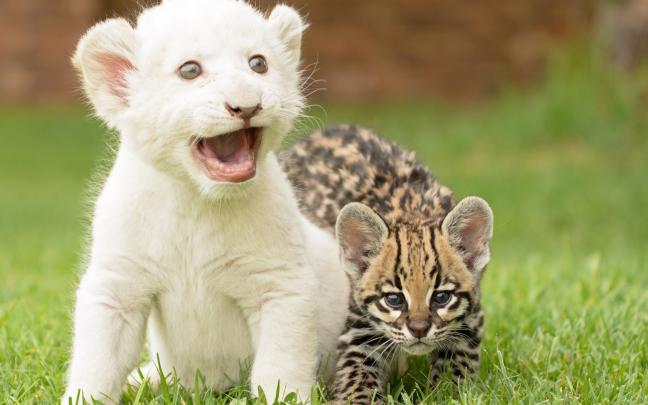baby Animals, Grass, Ocelots, Lion Wallpapers HD \/ Desktop and Mobile 
