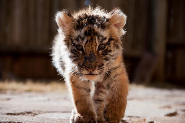 tiger baby cub cute - HD Desktop Wallpapers