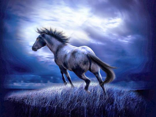 Baby Horses Wallpapers