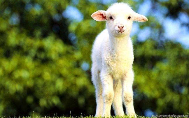 Baby Goat Wallpapers