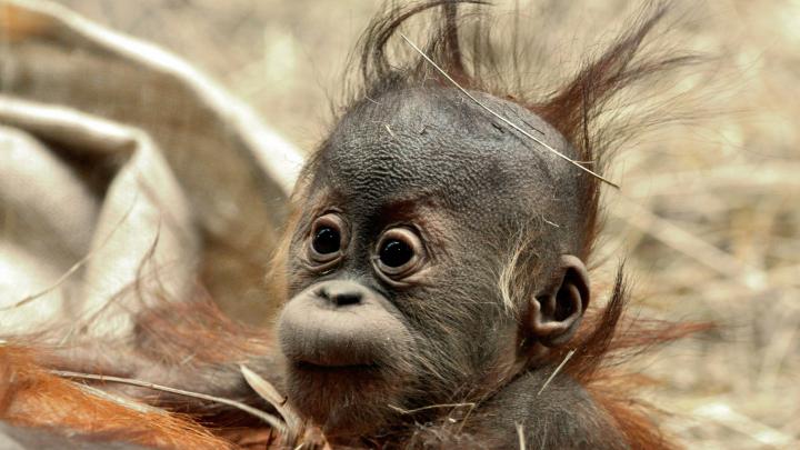 baby Animals, Chimpanzees, Animals, Orangutans Wallpapers HD \/ Desktop 