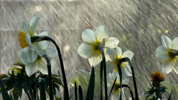 Nature Rain Wallpapers