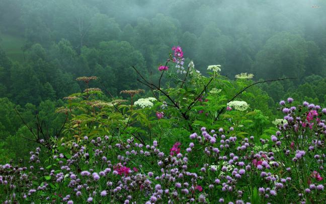 Spring Rain Wallpaper for Desktop (69+ images)