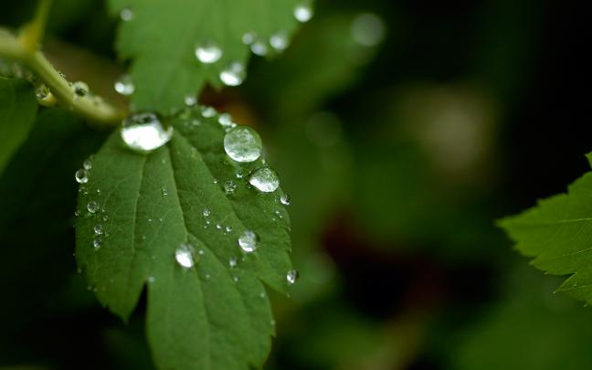 Rain On Leaves Wallpaper HD