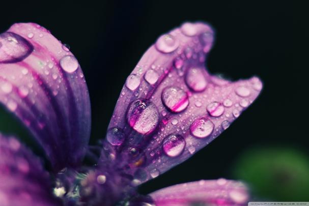 Spring Rain Wallpaper for Desktop (69+ images)