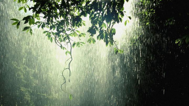 Nature Rain Wallpaper \u00b7\u2460 