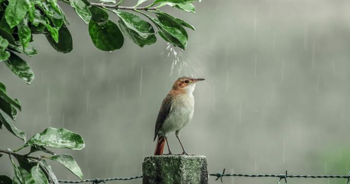 4K Rain Wallpapers High Quality | Download Free
