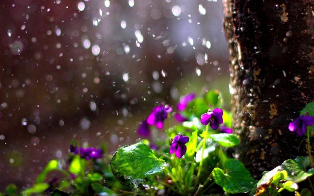 Beautiful Rain Drops Wallpapers with Quotes (52+ images)