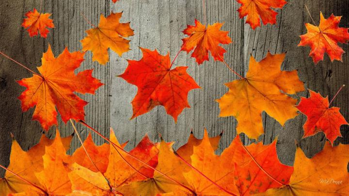 Fall Themed Wallpaper Desktop \u00b7\u2460 