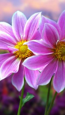 Free download wallpaper flower laptop computer screen laptops 