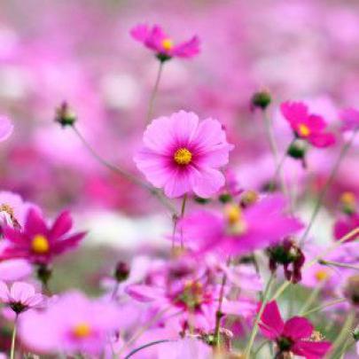 flower wallpaper for desktop full screen 300x300 Flower Wallpaper For 