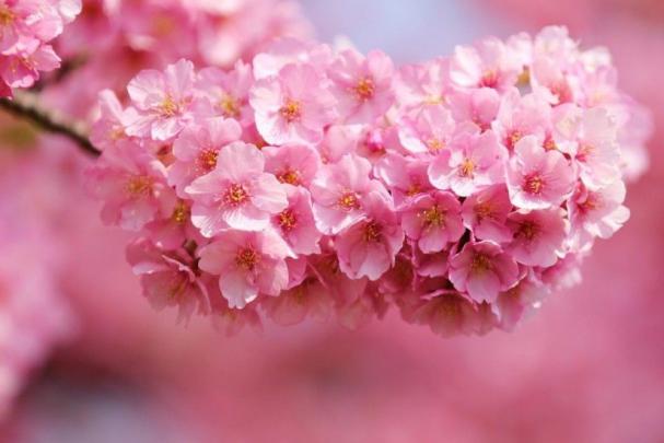 Wallpaper for Desktop Full Screen \u00b7\u2460 