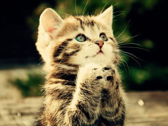 Wallpapers Download: Download Latest Funny Wallpapers 2012