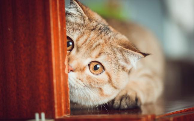 cat funny - HD Desktop Wallpapers