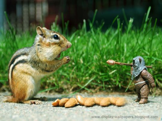 Wallpapers Download: New Animals Funny Wallpapers Collection