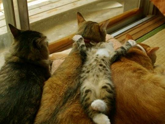 Wallpaper HD: Funny Cats Wallpapers Free Download