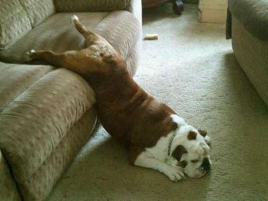 Wallpapers Download: Funny Animals New Wallpapers 2012