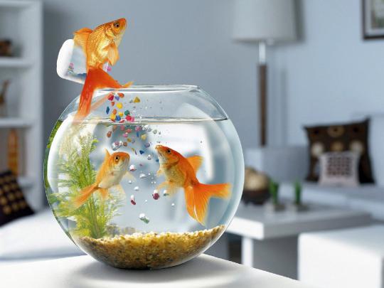 fantastic funny high resolution hd desktop wallpapers ~ Fine HD 