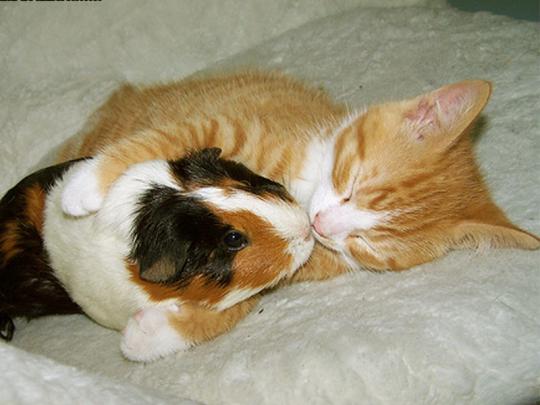 Wallpapers Download: Funny Animals New Wallpapers 2012