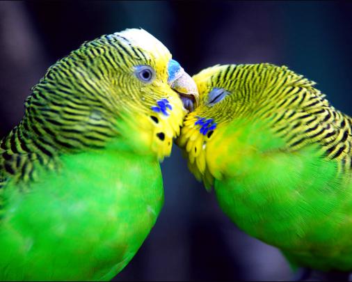 Wallpapers Fair: Love Wallpaper Design for Desktop Widescreen Free Download