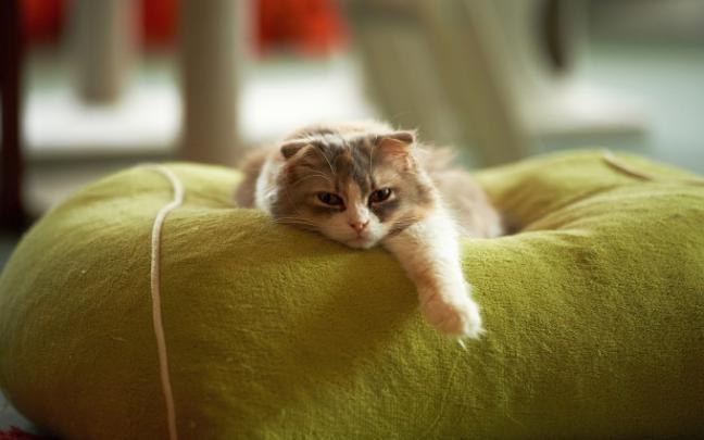 lazy cat funny - HD Desktop Wallpapers