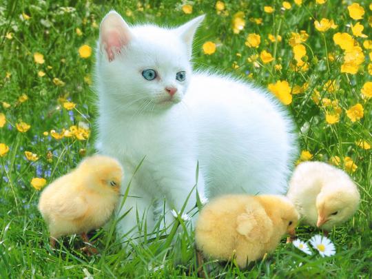 Funny Spring Wallpaper for Desktop -
