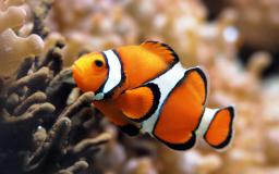 Fish Desktop Wallpaper Moving
