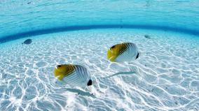 Fish Wallpaper Desktop Free Download