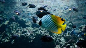 Fish Wallpaper Desktop Free Download