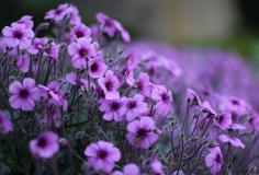 Flower Aesthetic Wallpaper Desktop