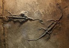 Fossil Wallpaper Desktop