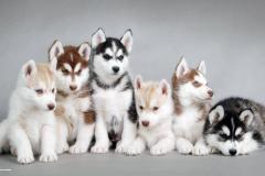 Free Desktop Wallpaper Puppies