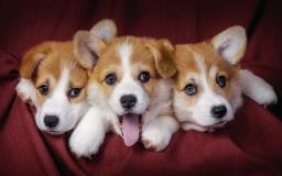 Free Desktop Wallpaper Puppies