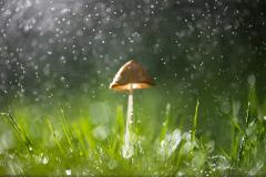 Free Rain Desktop Wallpaper