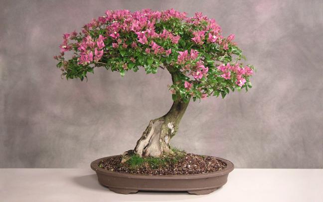 Best 57+ Bonsai Tree Desktop Backgrounds on HipWallpaper | Beautiful 