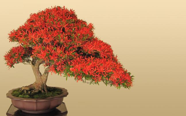 Bonsai Wallpapers Wallpapers - Top Free Bonsai Wallpapers Backgrounds 